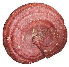 生活模拟《Spirittea》11月13日发售 免费试玩